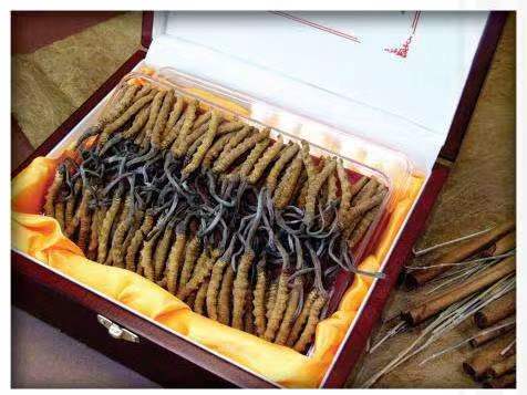 黄江镇冬虫夏草回收